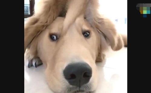 金毛爆料视频,娱乐圈幕后真相大曝光  第3张