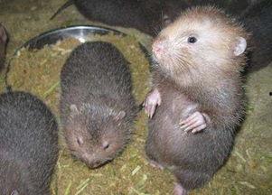 穷人养鼠大法娱乐吃瓜,趣味养鼠,吃瓜乐趣无限 第3张 穷人养鼠大法娱乐吃瓜,趣味养鼠,吃瓜乐趣无限 第3张